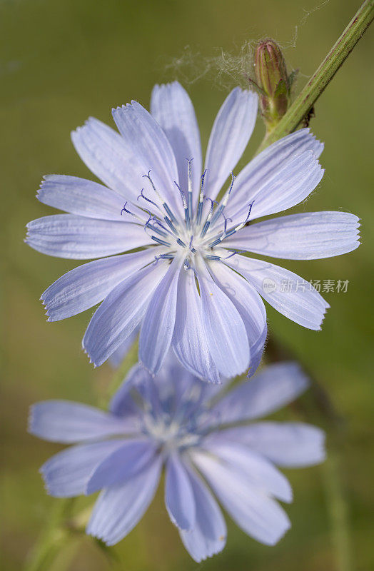 菊苣(Cichorium intybus)